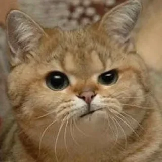 😺