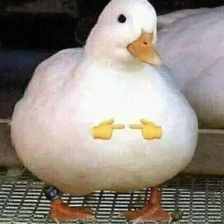 🦆