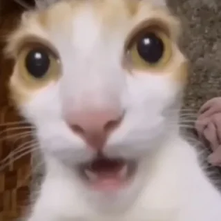 🐱