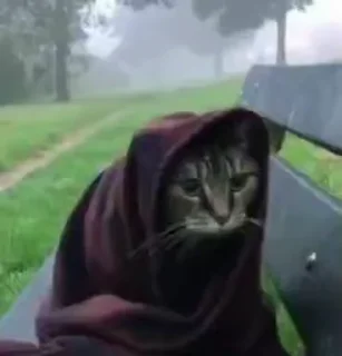 😺