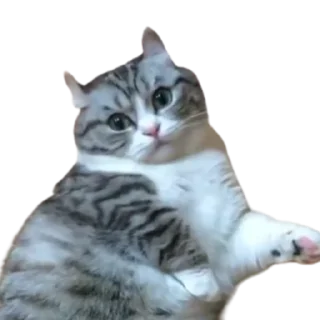 😺