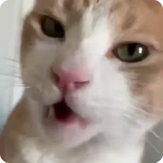 🥣