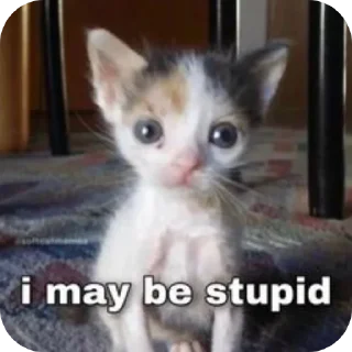 🐱