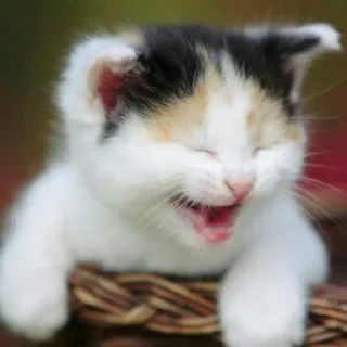 😺