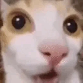 🫣