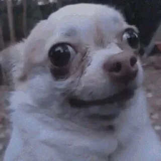 🐶