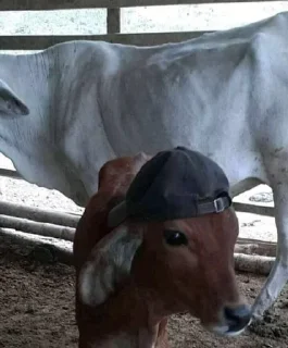 🧢