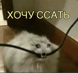 😶