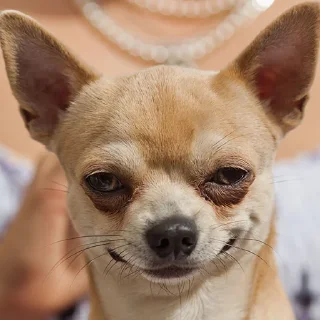 🐶