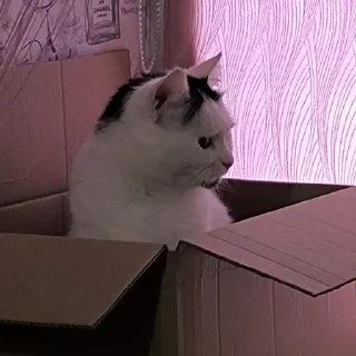 🤦
