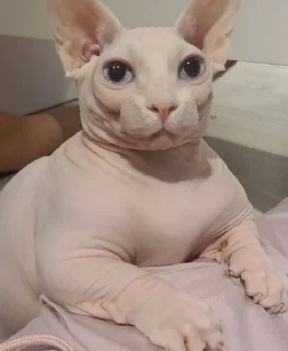 🥺
