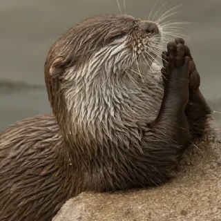 🙏