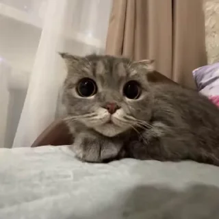 🥳