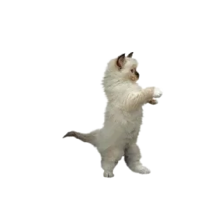 🐱