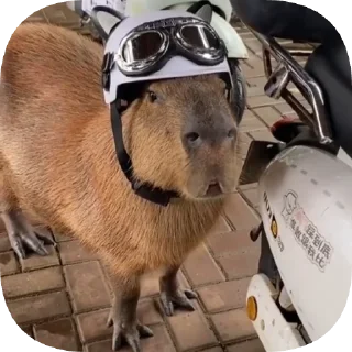 🏍