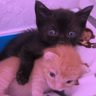 💜