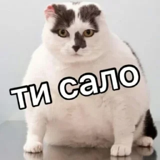 🐈