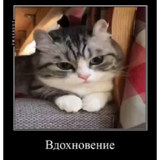 🐱