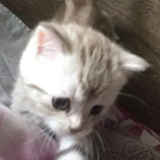 🤍