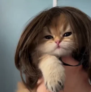 🐱