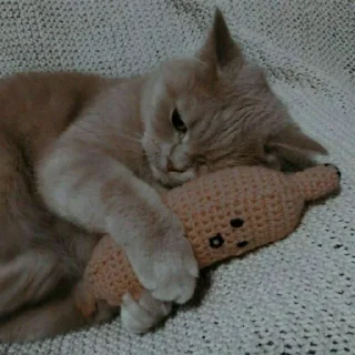 😺