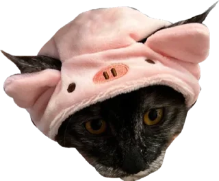 🐷