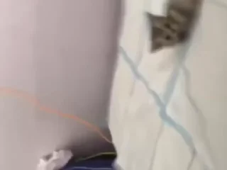 🐈
