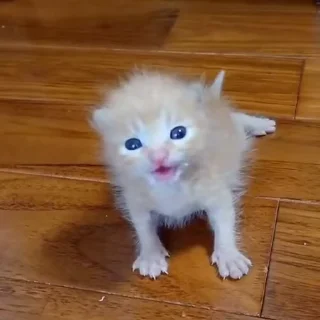 🐾