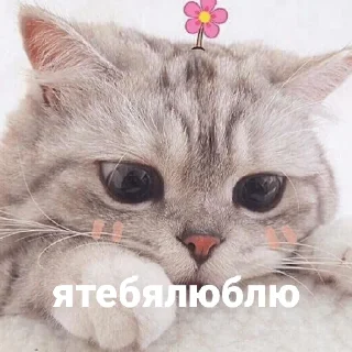 котики и мы
