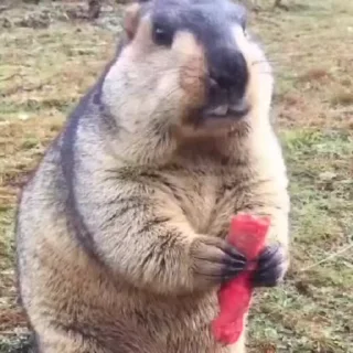 🦫