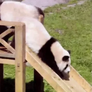 🐼