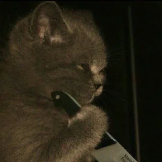🐈