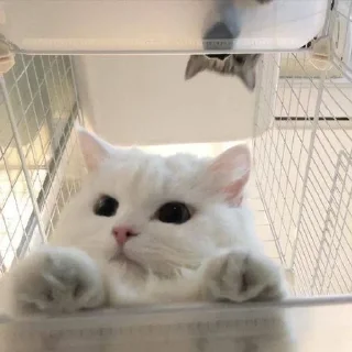 🥺