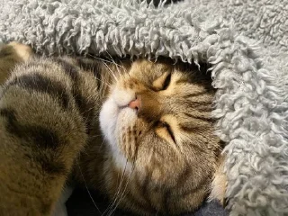 🌟