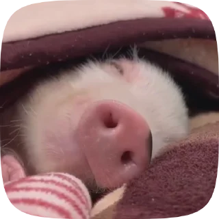 😴