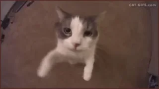 😽