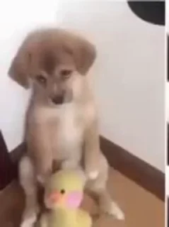 🐶