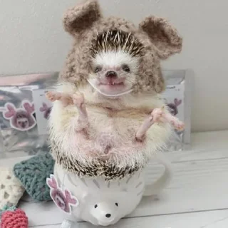🦔