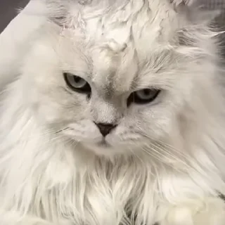 😠