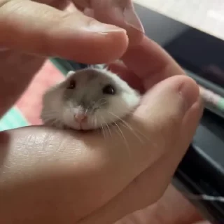 🥟