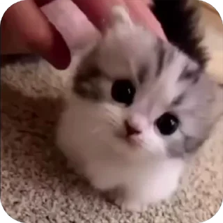 🥺