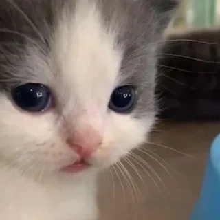 🥺