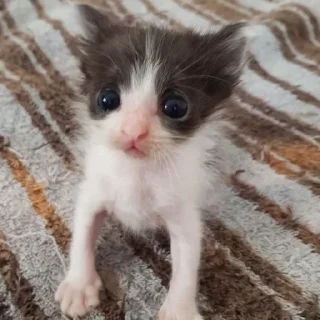 🐱