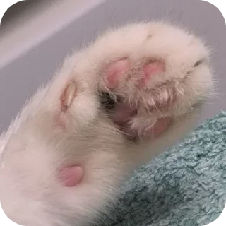🐾
