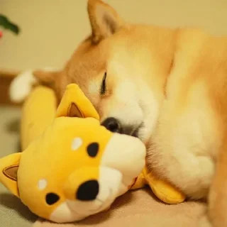 💤