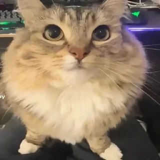 🌟