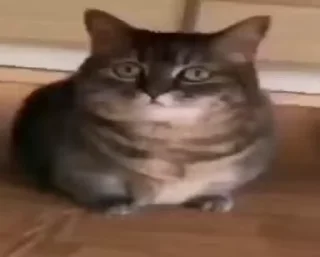 🐈‍⬛