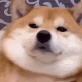 🐶
