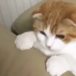 🐾