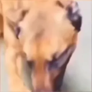 🐶